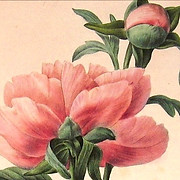 Logo de Ojai blooms