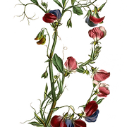 Logo de Blumm Flower Boutique