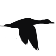 Logo de pintail.mx